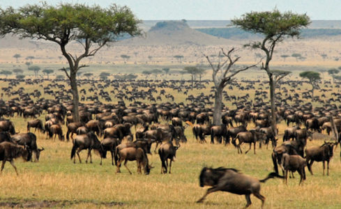 Wildebeests Mara Game Reserve
