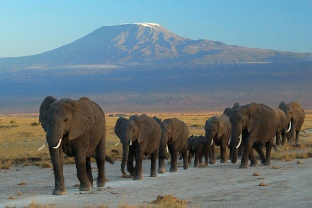 Elephant Herd Amboseli