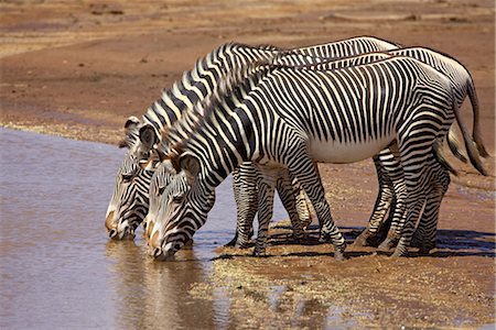 Grevys Zebra Samburu Safari
