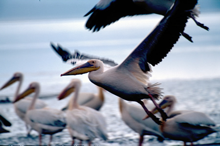 Lake Nakuru Pelicans