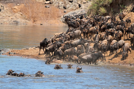 8 Day Safari to Mt Kenya, Samburu, Ol Pejeta, Nakuru & Masai Mara