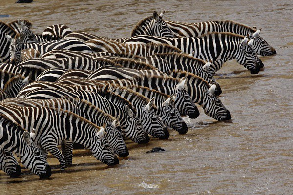 African Safari Masai Mara Zebras