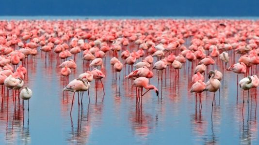 Lake Nakuru Flamingo Flock