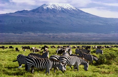 Zebras Amboseli National Park