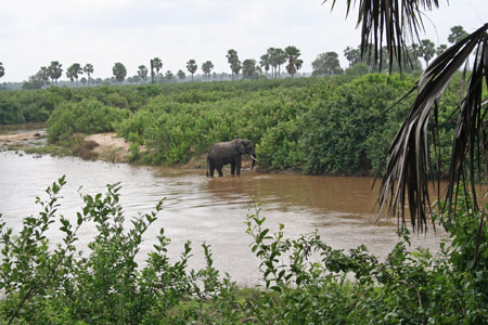 River Rufiji Elephant